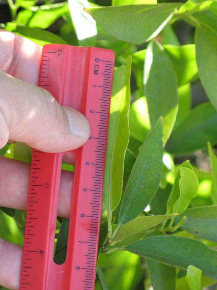            Unifoliolate leaf (Riverside, CA)   